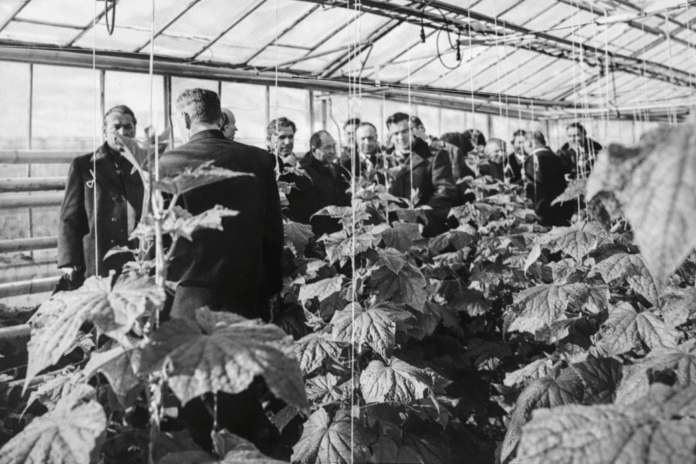 1.1.192 В теплице